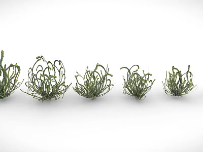 Green Curly Leaf Plants Arranged in Row on White Background for Indoor Decor 3d model