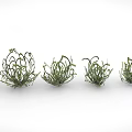 Green Curly Leaf Plants Arranged in Row on White Background for Indoor Decor
