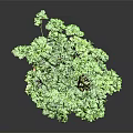 Vibrant Lush Green Leafy Plant in Terracotta Pot on Dark Background