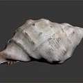 Pink And White Seashell With Textured Surface And Spiral Shape On Black Background
