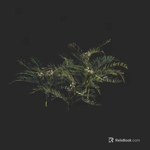 Lush Green Feathery Leaf Plants With Small White Blooms On Dark Background 3d model 