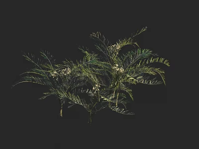 Lush Green Feathery Leaf Plants With Small White Blooms On Dark Background 3d model