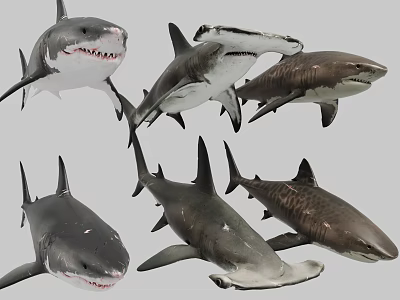 Various Types of Sharks Marine Aquatic Animals Collection Featuring Different Species 3d model