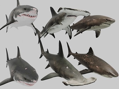 The Modern Shark 3d model