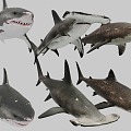 The Modern Shark 3d model