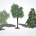 Arbor Trees with Diverse Foliage Shapes and Natural Growth in Landscape Design