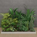 Indoor Landscape With White Rectangular Planter And Various Green Tropical Plants Ferns Cacti