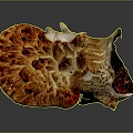 Vibrant Orange And White Mushroom With Detailed Texture And Unique Shape