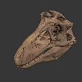 Ancient Dinosaur Skull Fossil With Sharp Teeth And Detailed Bone Structure 3d model