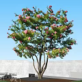 Beautiful Tree With Pink Flowers Green Leaves Against Blue Sky And White Wall
