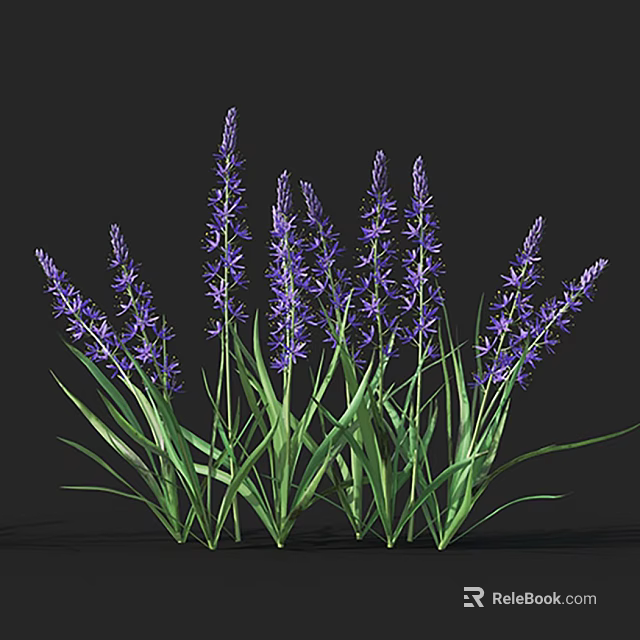 Purple Lavender Plants With Green Leaves Growing Together Against Black Background 3d model 