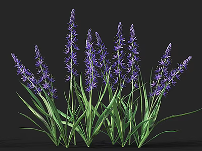 Purple Lavender Plants With Green Leaves Growing Together Against Black Background 3d model