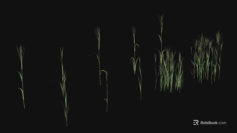 Green Grass Plants With Different Shapes And Heights On Black Background 3d model 