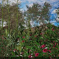 Vibrant Pink Flowers and Lush Green Plants in Garden With Blue Sky Background