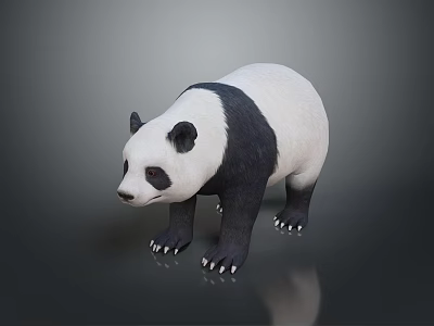 Cute Giant Panda With Black And White Fur Standing On Gray Reflective Background 3d model