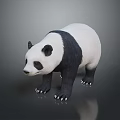 Cute Giant Panda With Black And White Fur Standing On Gray Reflective Background