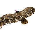 Majestic Vulture Standing With Spread Brown Wings And Pink Head Feathers