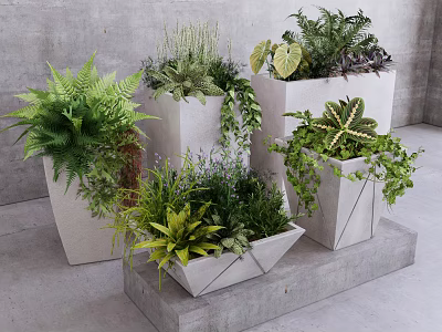 Various Potted Bonsai Plants In Geometric Concrete Pots With Lush Green Foliage 3d model