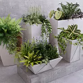 Various Potted Bonsai Plants In Geometric Concrete Pots With Lush Green Foliage