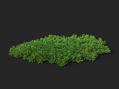Vibrant Lush Green Shrub with Dense Foliage Isolated on Dark Background 3d model