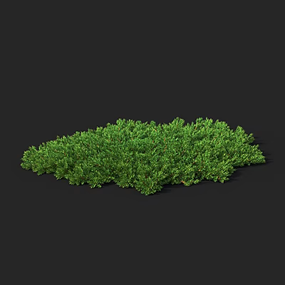 Vibrant Lush Green Shrub with Dense Foliage Isolated on Dark Background 3d model