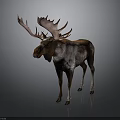 Moose With Large Pink Antlers And Brown White Fur Standing On Gray Background