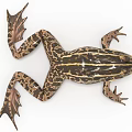 Realistic Brown Black Striped Spotted Frog With Open Mouth And Webbed Feet
