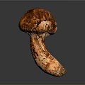 Fresh Organic Mushroom With Brown Cap And White Stem Close Up View