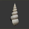 Modern Conch Bone Snail Field Snail 3d model