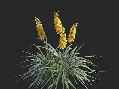 Four Yellow Flowers With Slender Stems And Long Green Leaves On Black Background 3d model