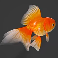 Bright Orange And White Goldfish With Large Round Eyes And Flowing Tail Fins Swimming Gracefully