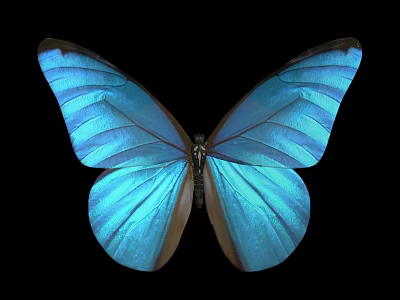 Stunning Blue Butterfly with Shiny Iridescent Wings on Black Background 3d model