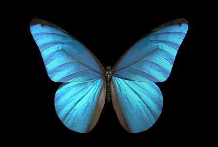 Blue Butterfly Modern Butterfly 3d model