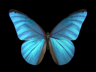 Blue Butterfly Modern Butterfly 3d model