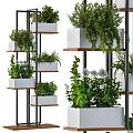 Bonsai Potted Plants On Multi Tiered Metal Frame Wooden Shelves With Various Greenery