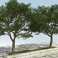 Two Tall Green Leafy Trees With Fruits And Brown Trunks In Outdoor Scene