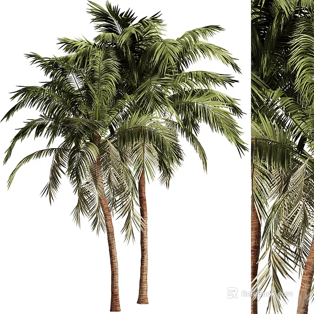 Palm Trees With Tall Trunks And Green Leaves Lush Natural Appearance 3d model 