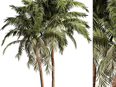 Palm Trees With Tall Trunks And Green Leaves Lush Natural Appearance 3d model