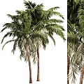 Coconut Tree Book Landscape Tree Tropical Tree 3d model