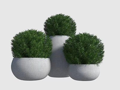 Three Round Green Bonsai Plants in White Ceramic Pots for Indoor Decor 3d model