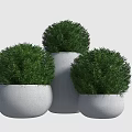 Three Round Green Bonsai Plants in White Ceramic Pots for Indoor Decor