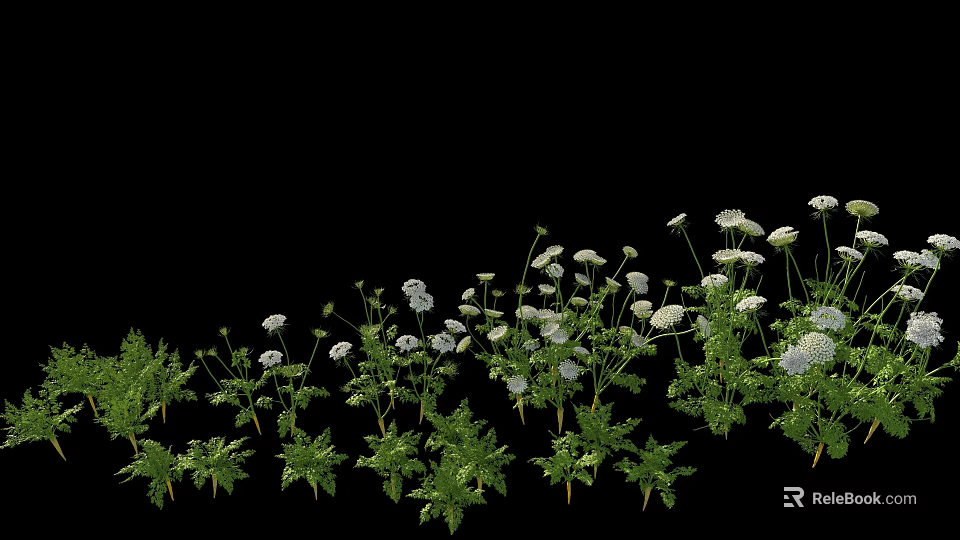 Fresh Green Vegetable Plants With White Flowers On Black Background 3d model 