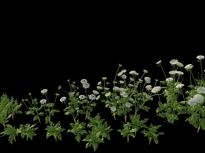 Fresh Green Vegetable Plants With White Flowers On Black Background 3d model