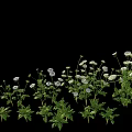 Fresh Green Vegetable Plants With White Flowers On Black Background