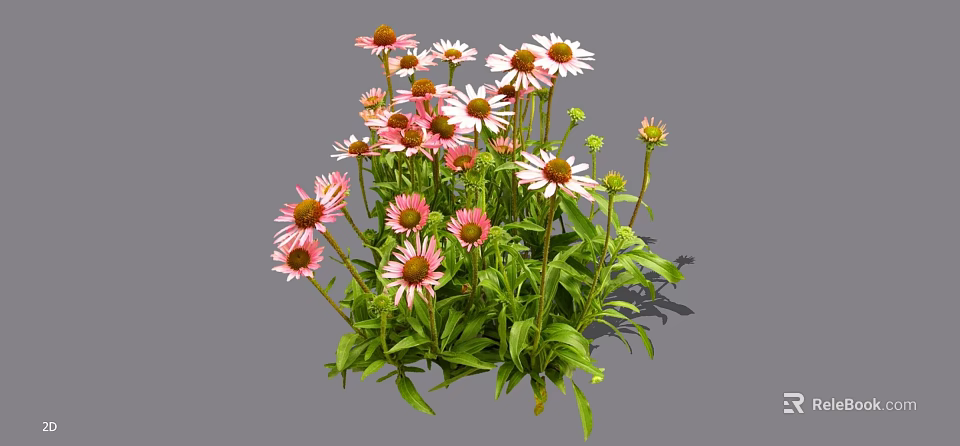Vibrant Blooming Flowers With Pink And White Petals And Green Leaves 3d model 