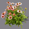 Vibrant Blooming Flowers With Pink And White Petals And Green Leaves