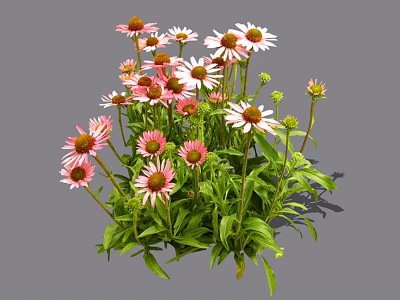 Vibrant Blooming Flowers With Pink And White Petals And Green Leaves 3d model