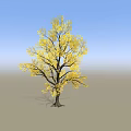 Single Deciduous Arbor with Vibrant Yellow Leaves Against Clear Blue Sky and Gray Ground
