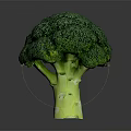 Fresh Green Broccoli with Vibrant Florets Crisp Stem and Healthy Traits