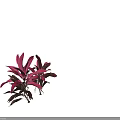 Two Vibrant Decorative Plants with Pink and Purple Gradient Slender Leaves Against Black Background